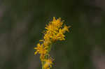 Seaside goldenrod